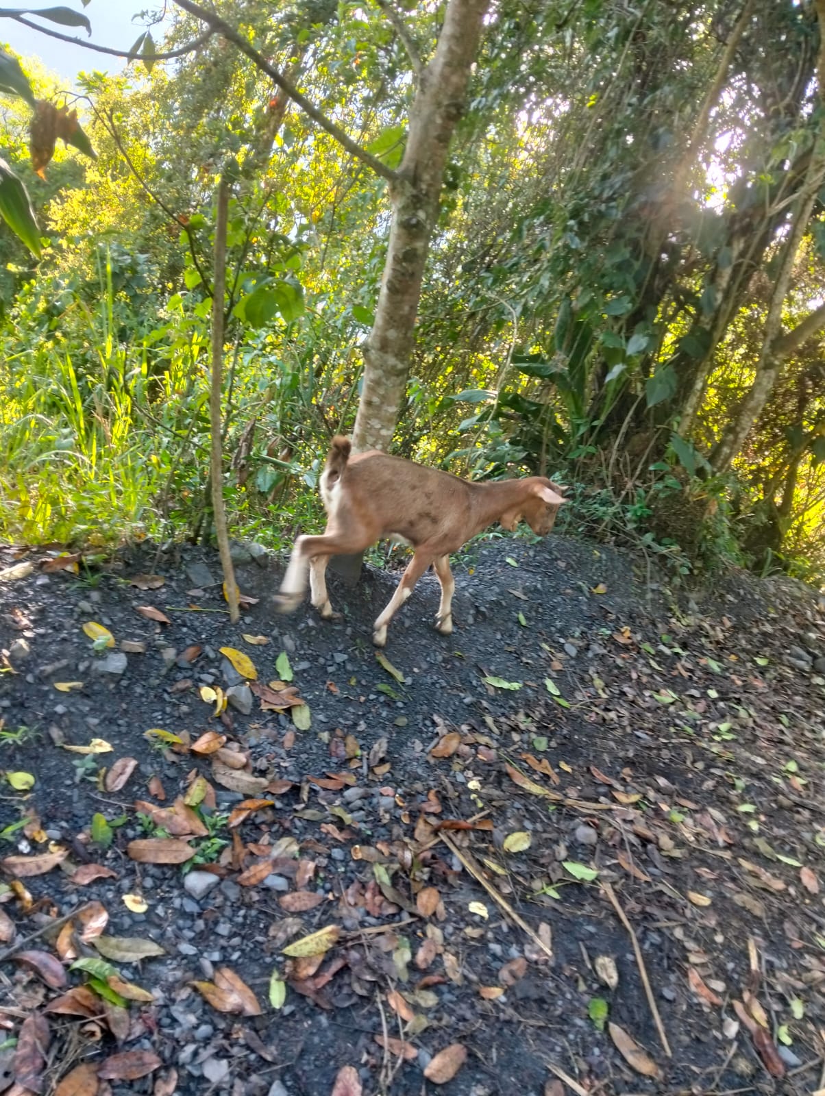 Cabra en un entorno rural rodeado de naturaleza
